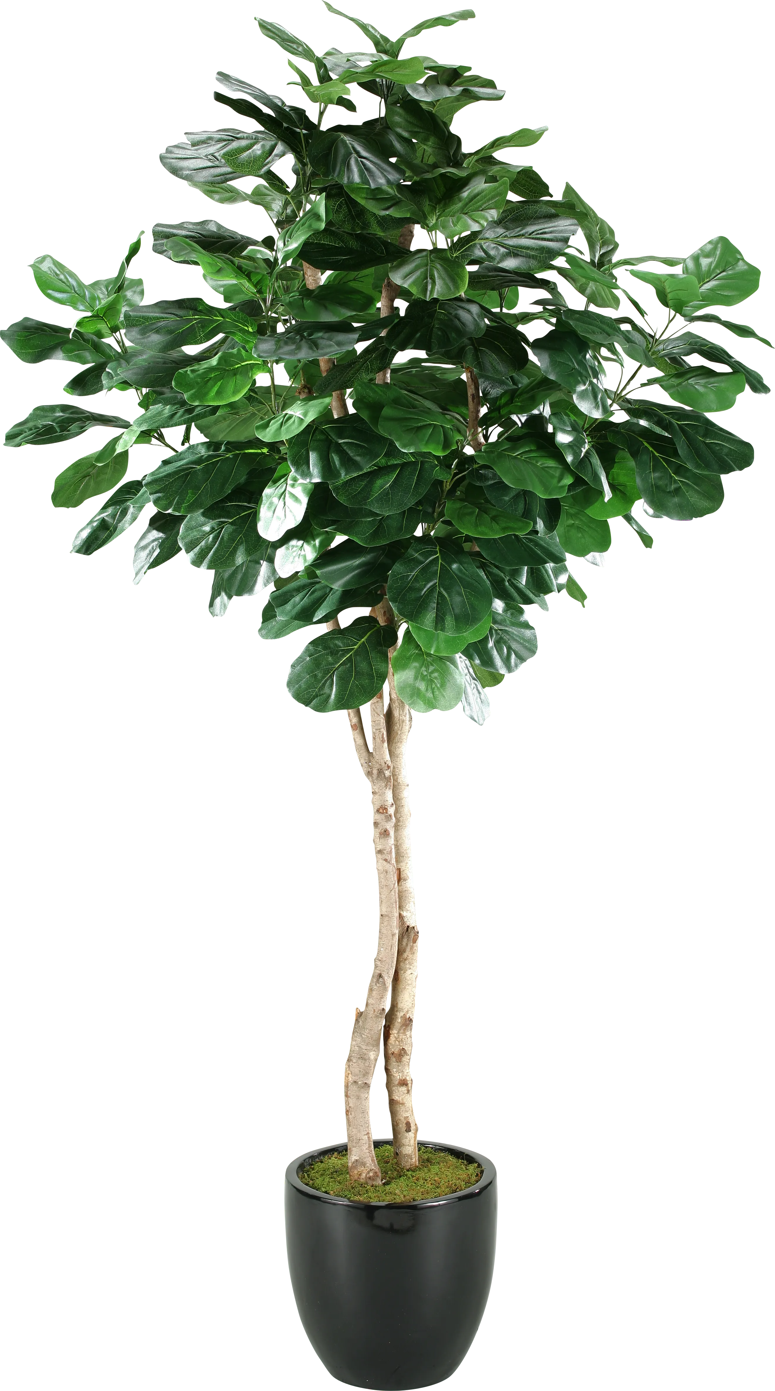 Arther Green Fiddle Leaf Fig Silk Tree - Thumbnail - Image 1