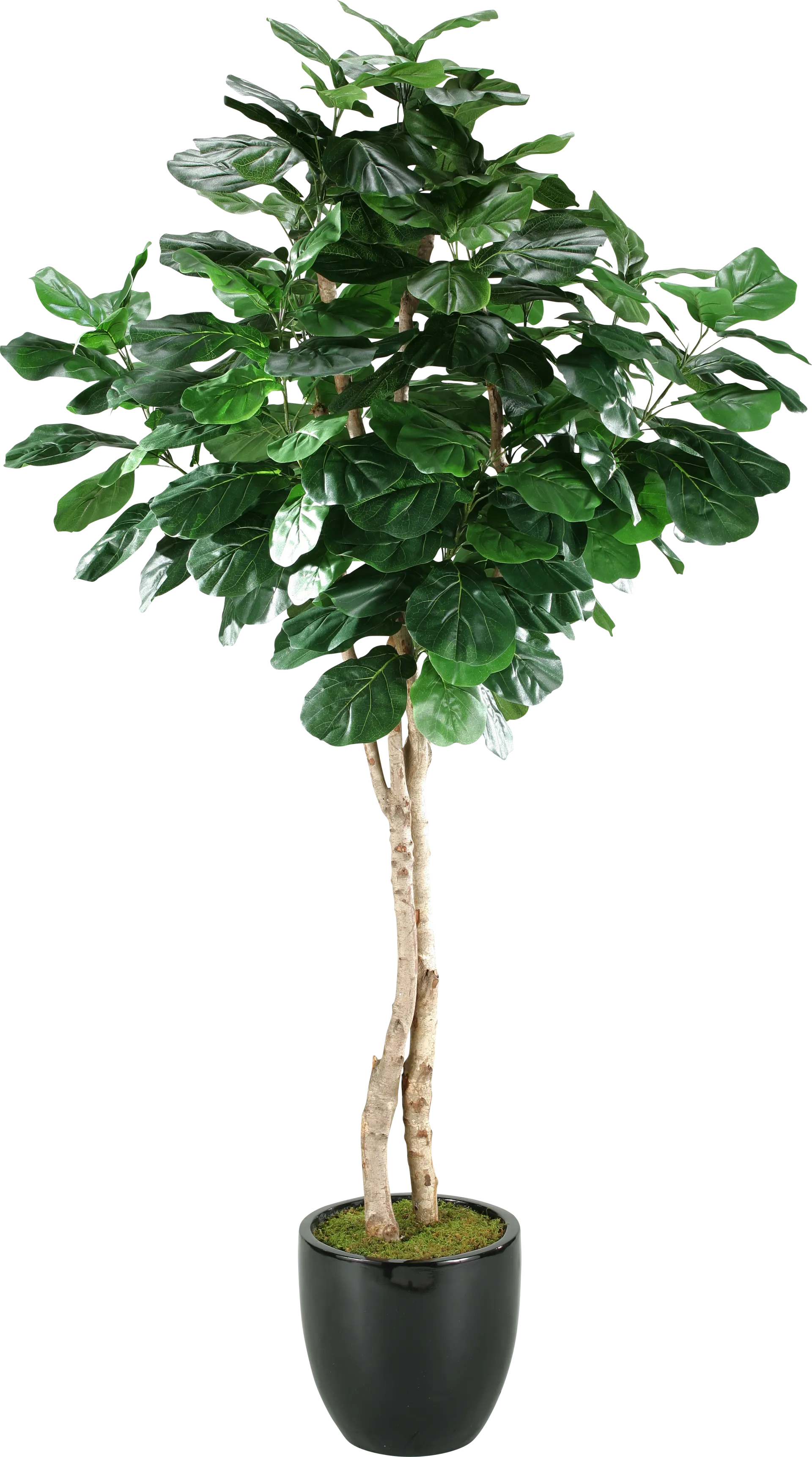 Arther Green Fiddle Leaf Fig Silk Tree - Image 1