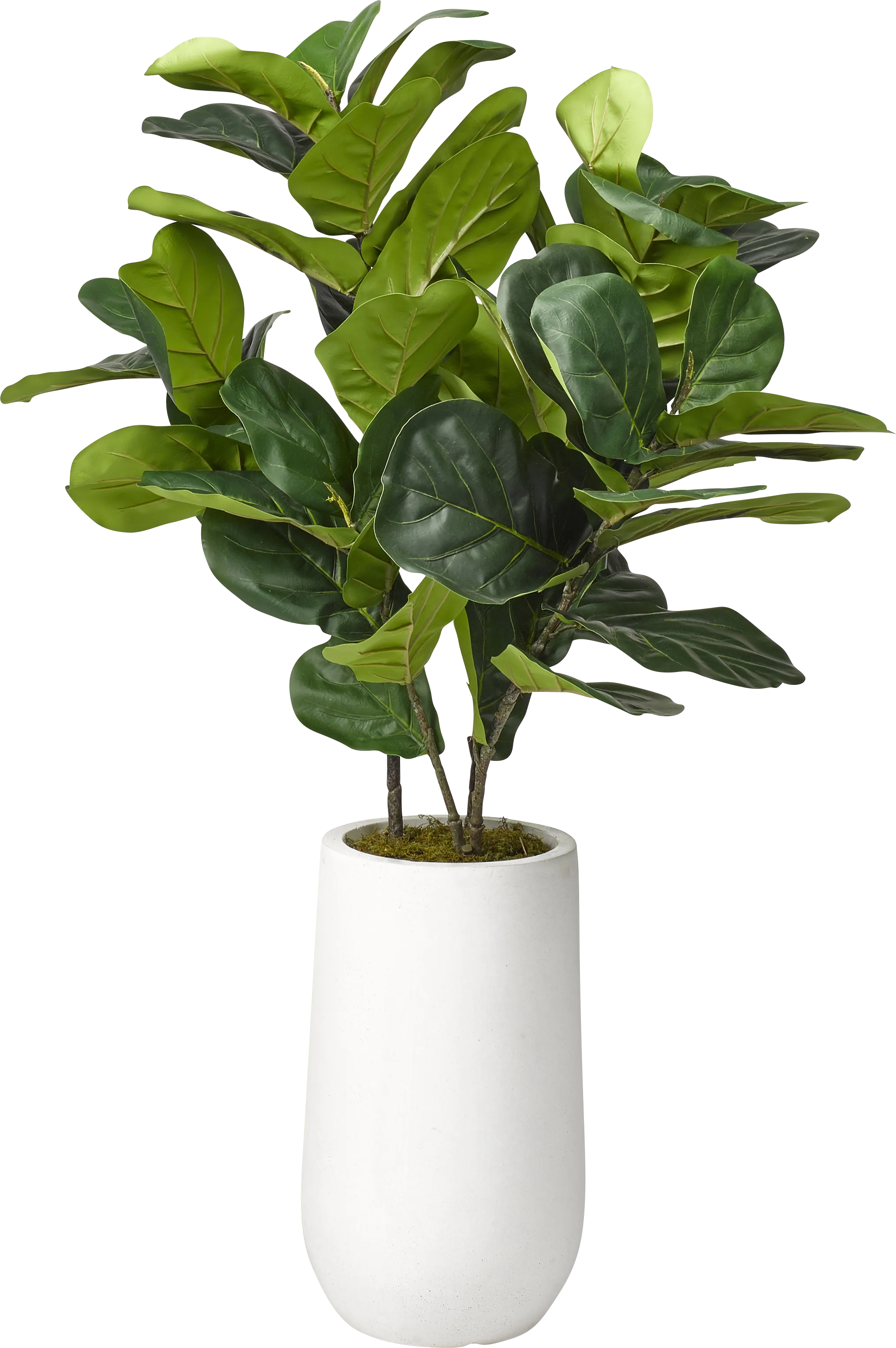 Brynden Green Fiddle Leaf Fig Small Silk Tree - Image 1