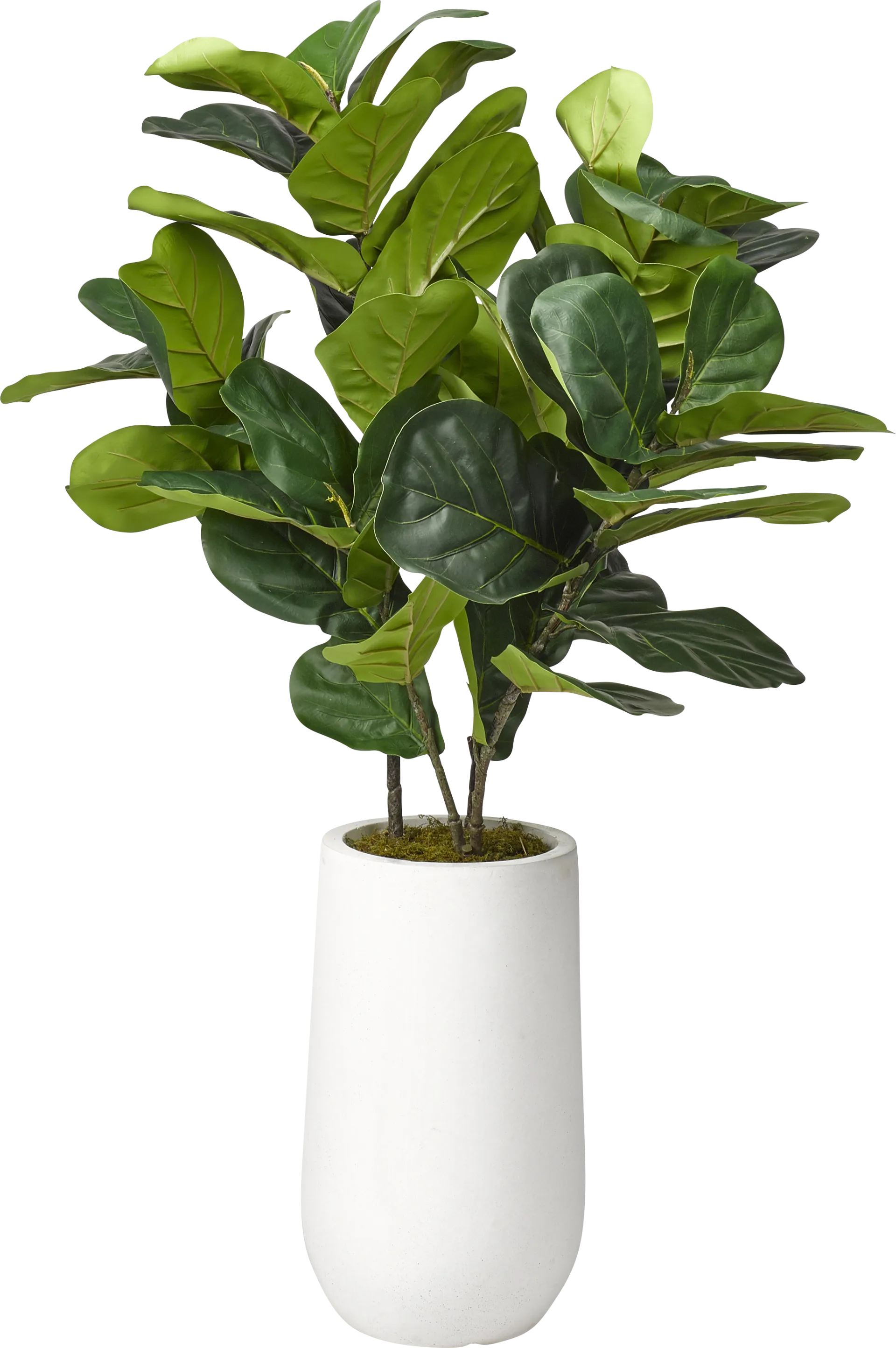 Brynden Green Fiddle Leaf Fig Small Silk Tree - Image 1