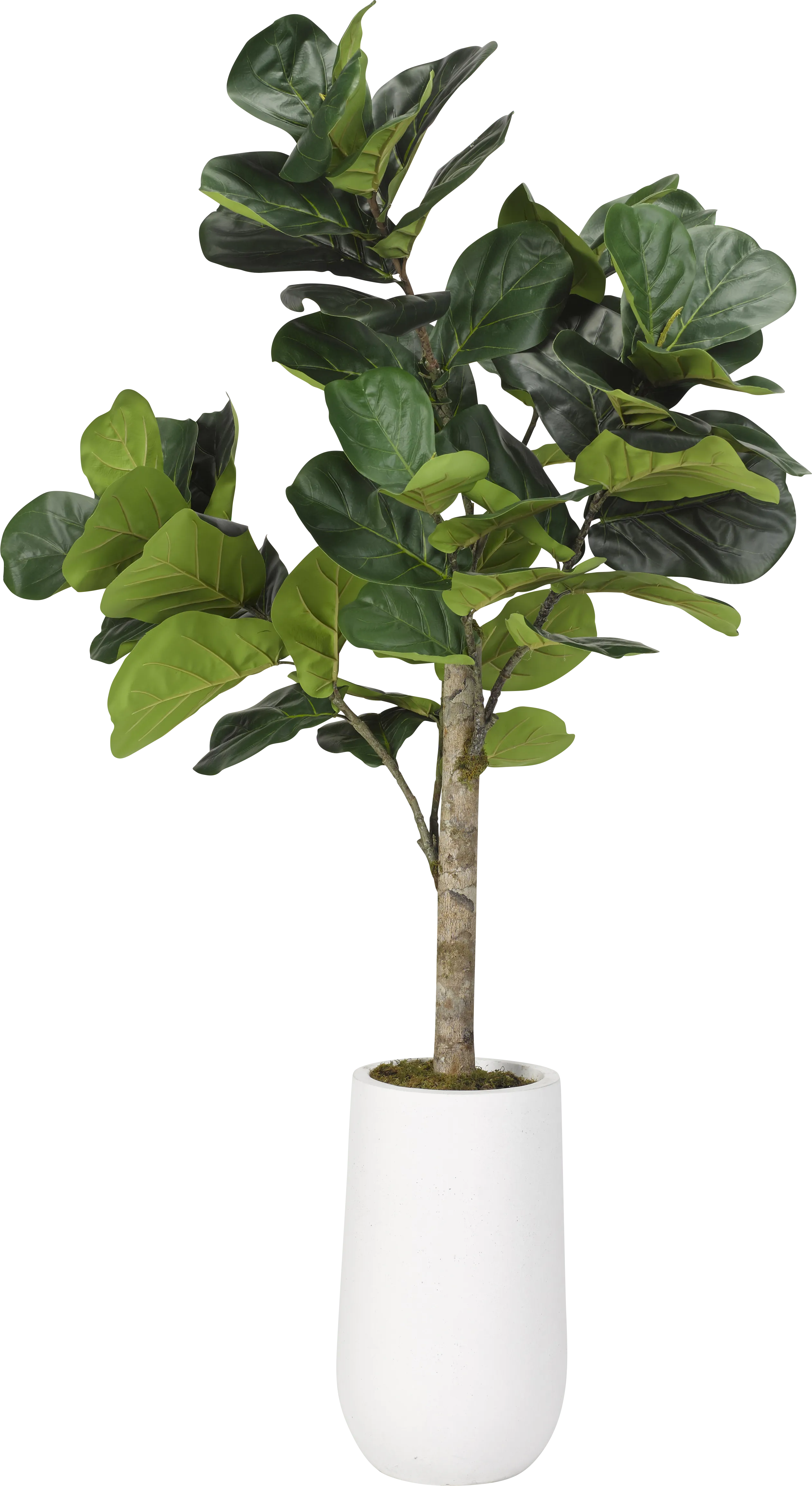 Brynden Green Fiddle Leaf Fig Large Silk Tree - Thumbnail - Image 1