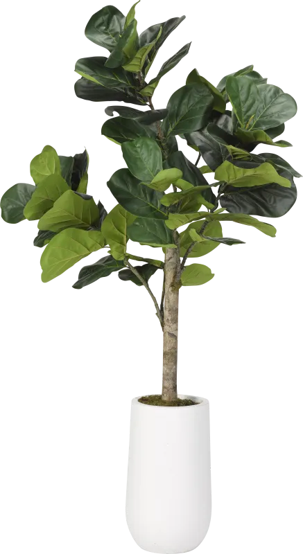 Brynden Green Fiddle Leaf Fig Large Silk Tree