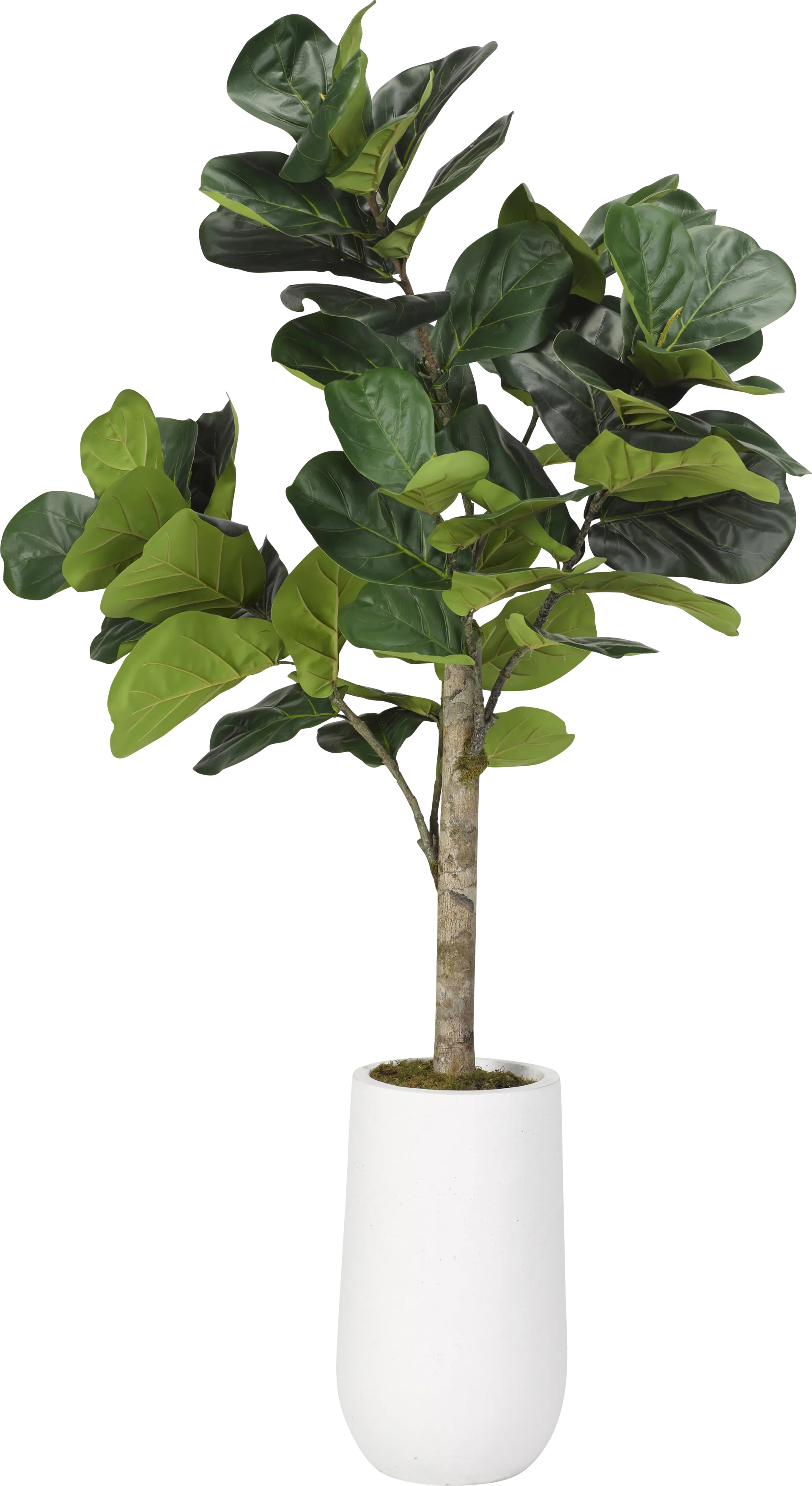Brynden Green Fiddle Leaf Fig Large Silk Tree - Image 1