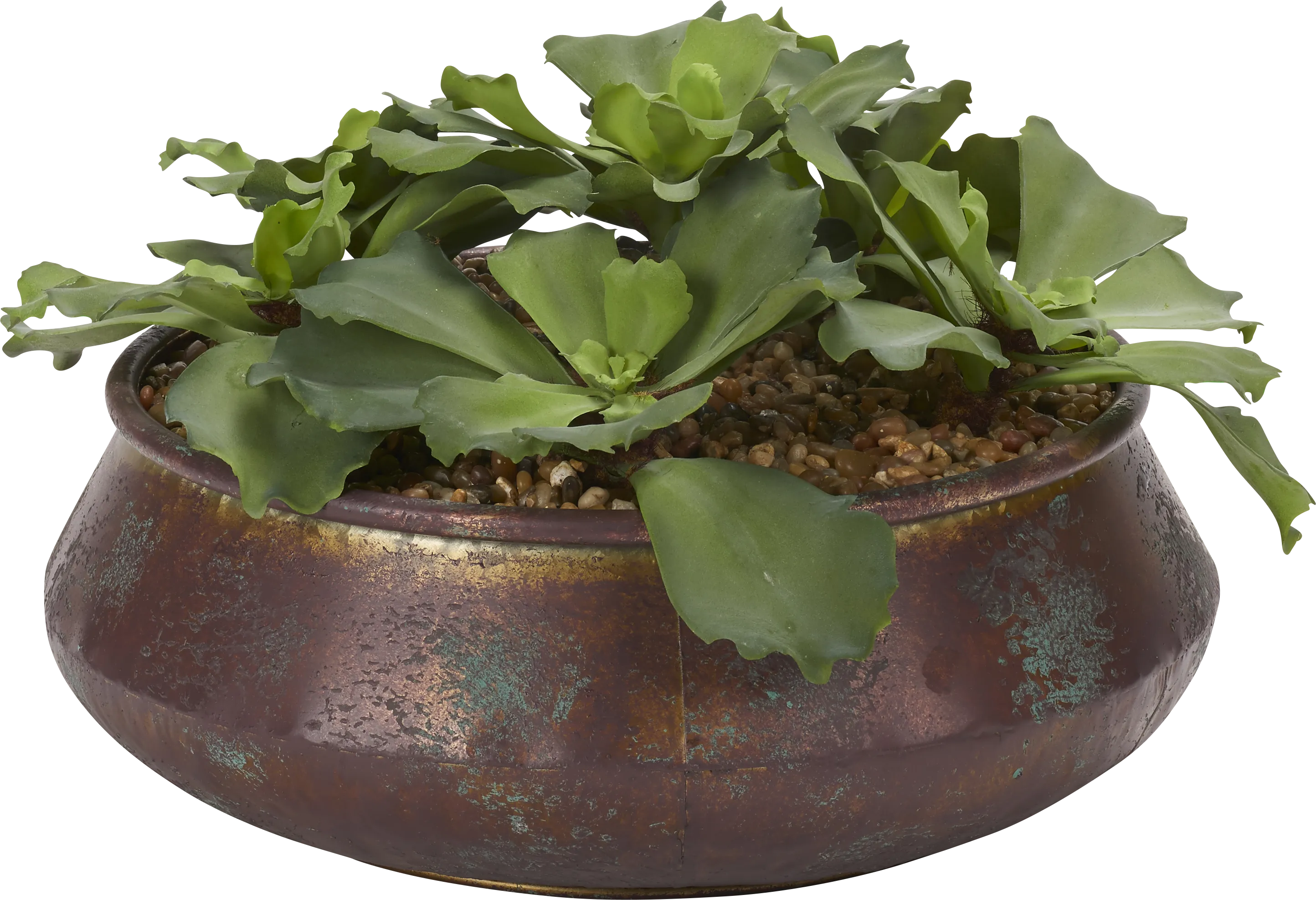 Avali Green Echeveria Silk Plant - Thumbnail - Image 1