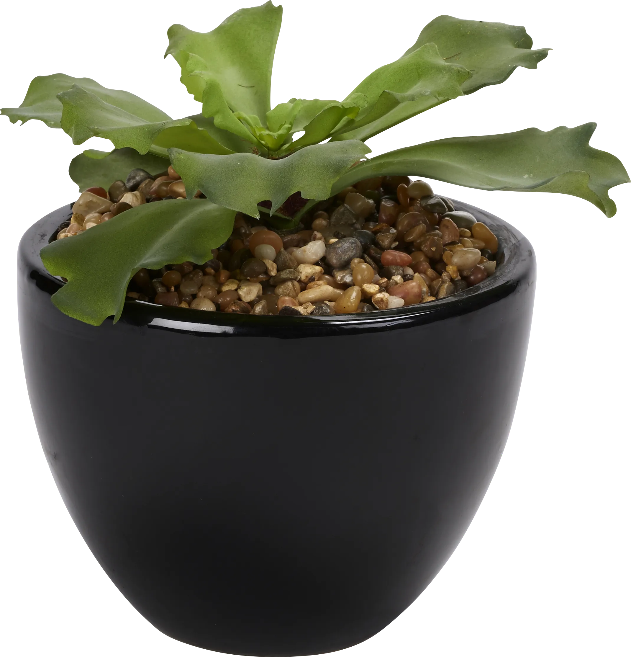 Lizel Green Echeveria Silk Plant - Thumbnail - Image 1