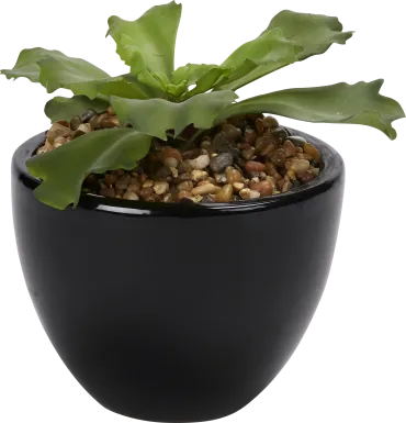 Lizel Green Echeveria Silk Plant