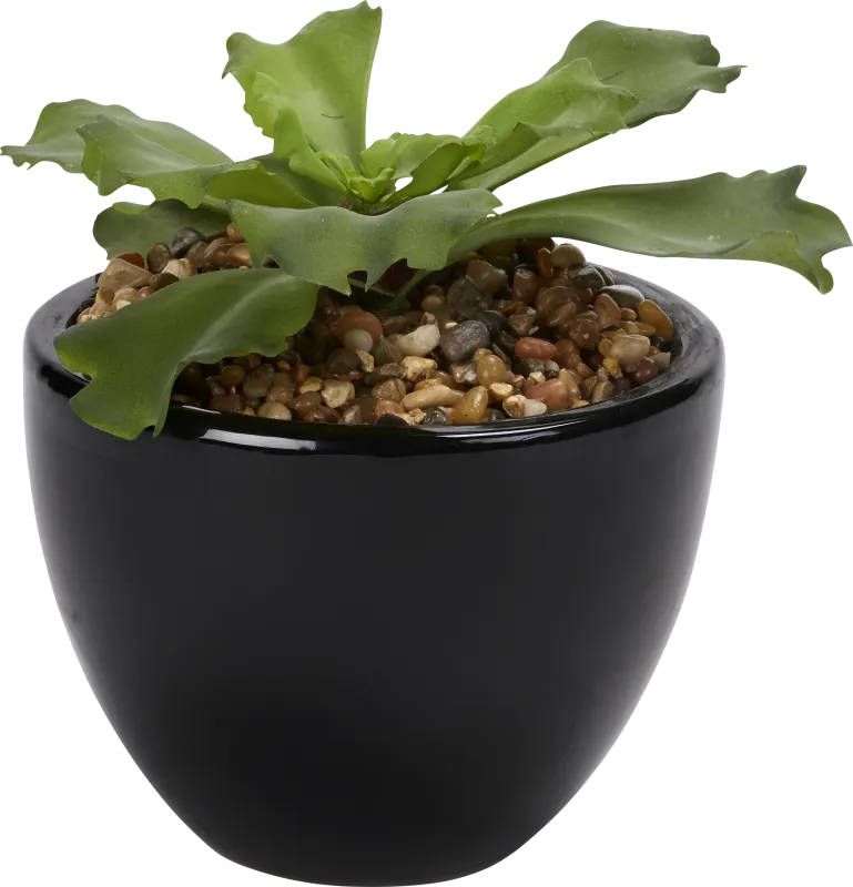 Lizel Green Echeveria Silk Plant