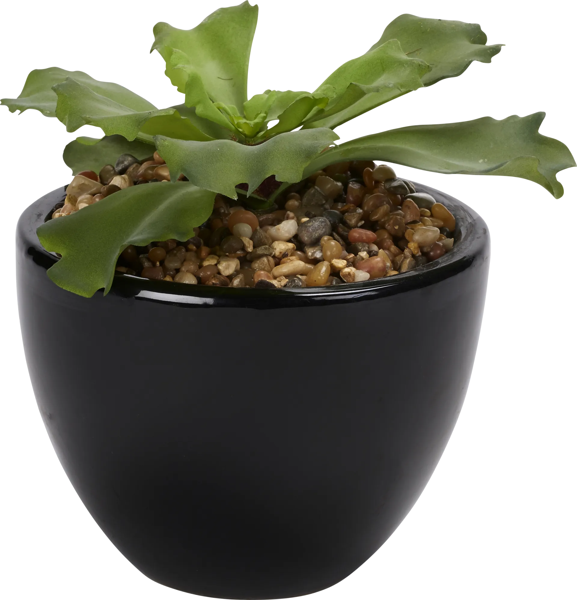 Lizel Green Echeveria Silk Plant - Image 1