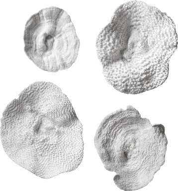 Amirah White Wall Decor, Set of 4