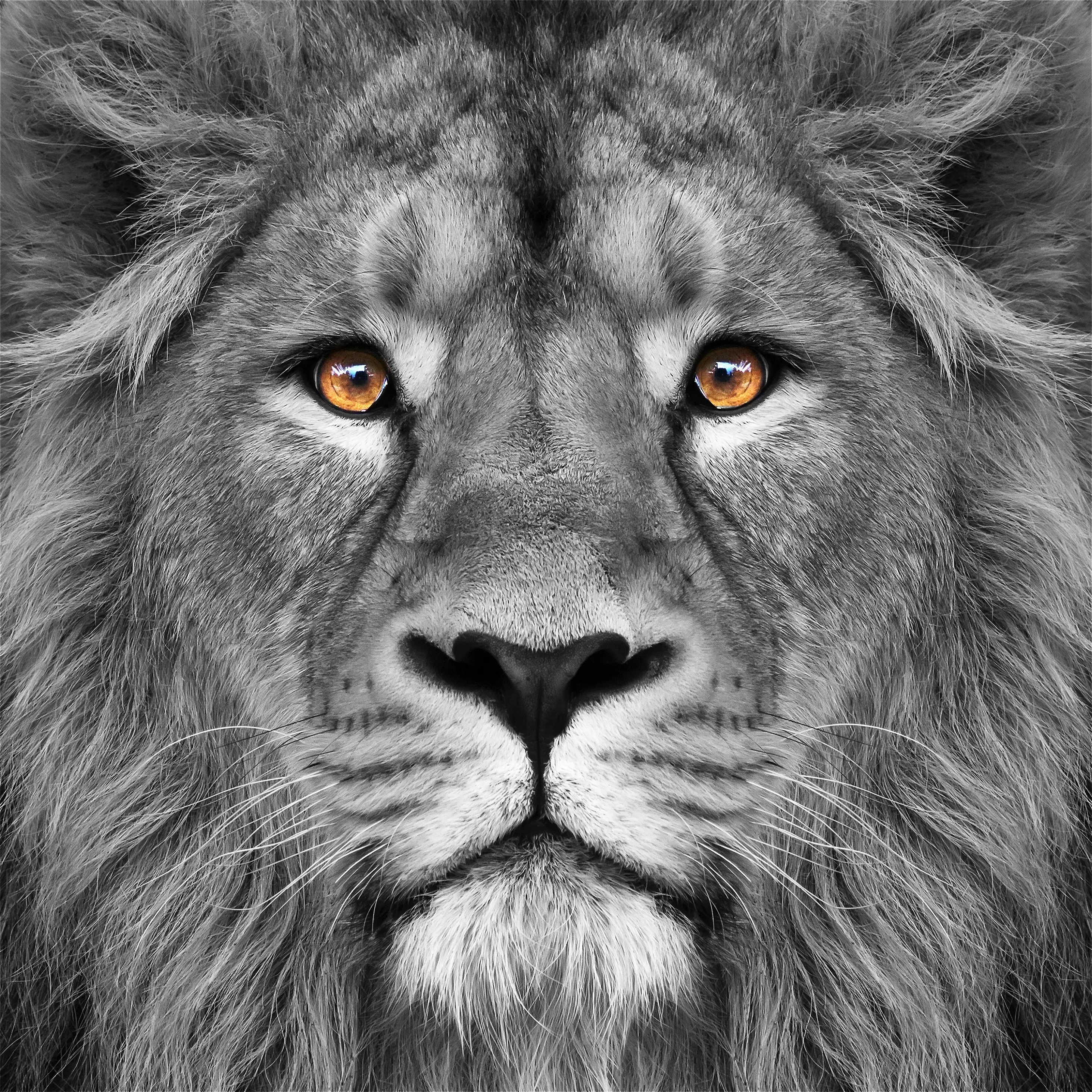 Wild Ruler Artwork - Thumbnail - Image 1