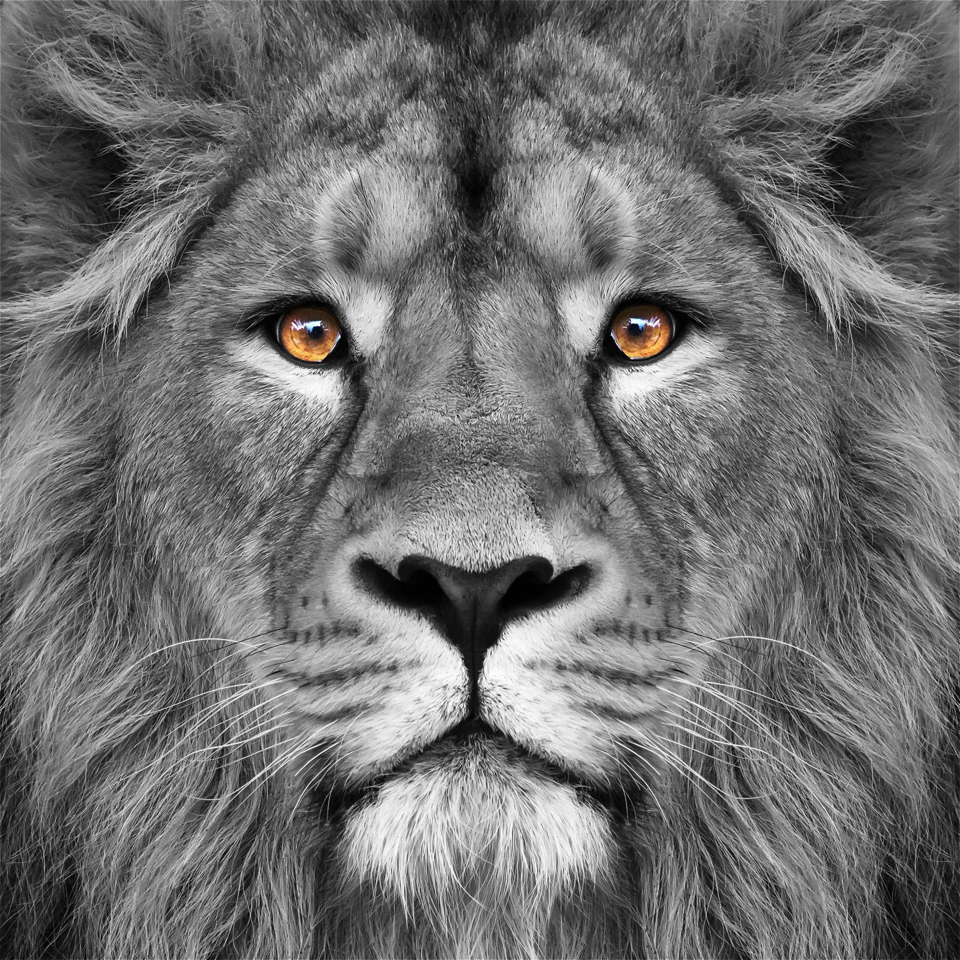 Wild Ruler Artwork - Image 1