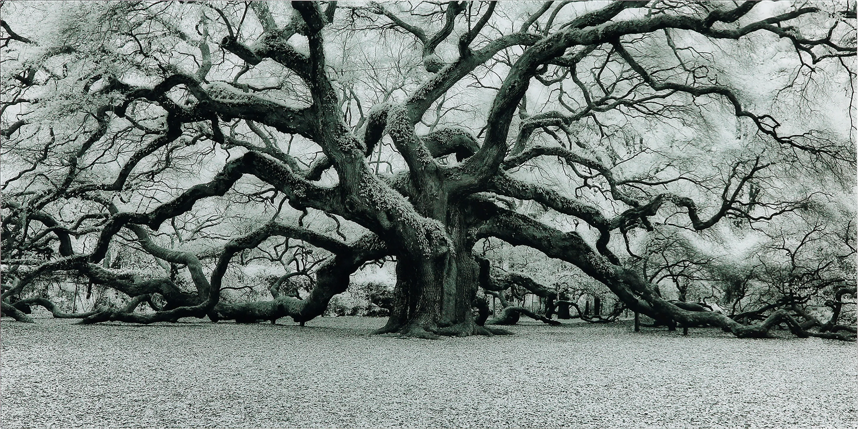 The Angel Oak Artwork