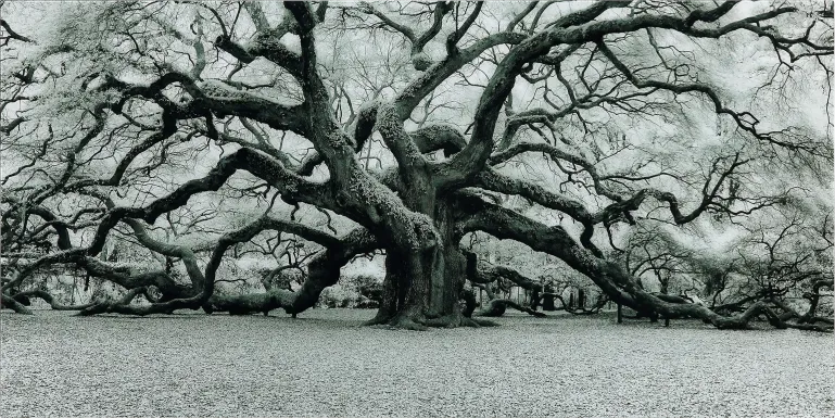 The Angel Oak Artwork