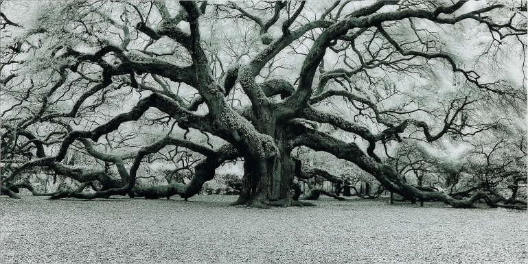 The Angel Oak Artwork