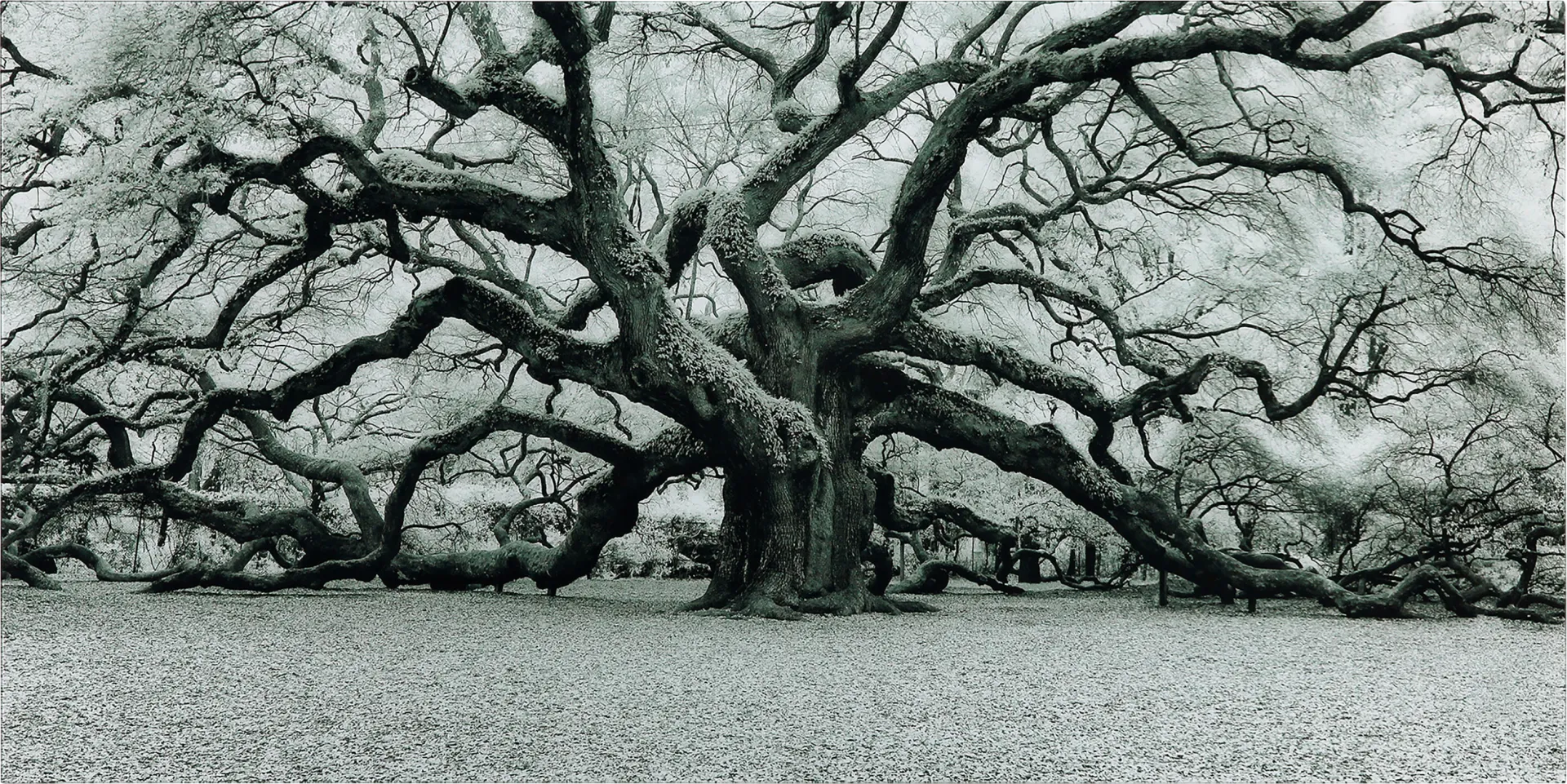The Angel Oak Artwork - Image 1