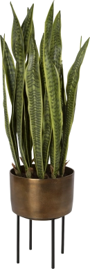 Gloriadale Green Faux Snake Plant