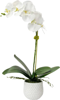 Gosson White Faux Orchid