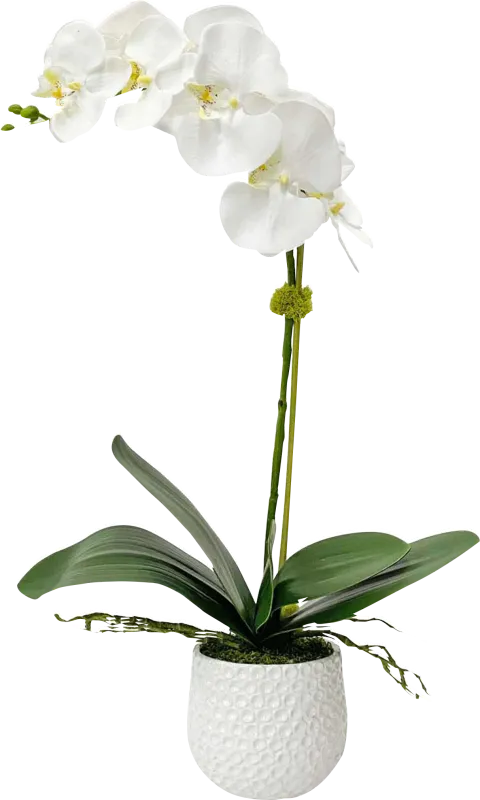 Gosson White Faux Orchid