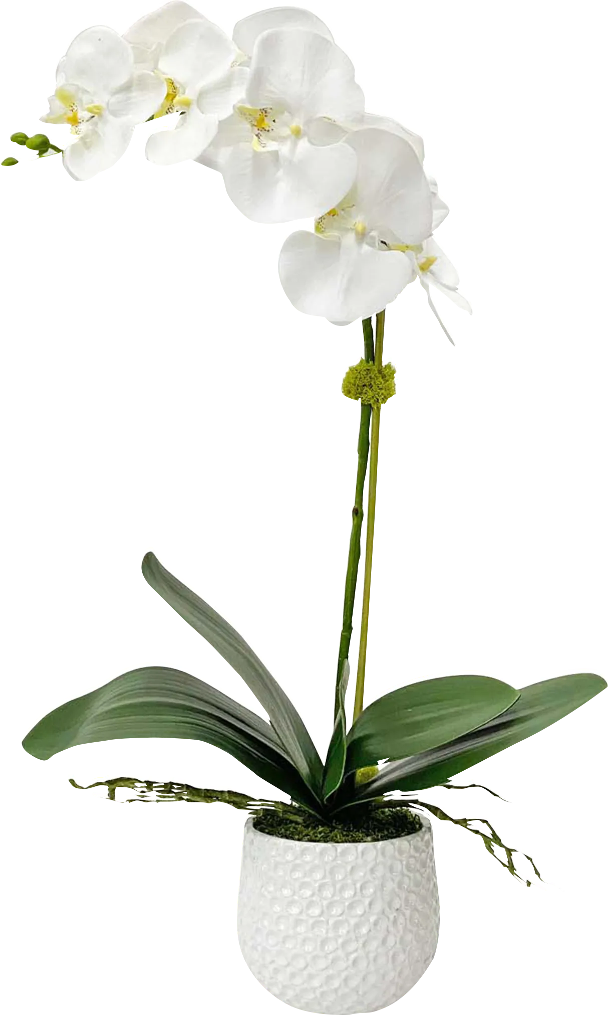 Gosson White Faux Orchid - Image 1