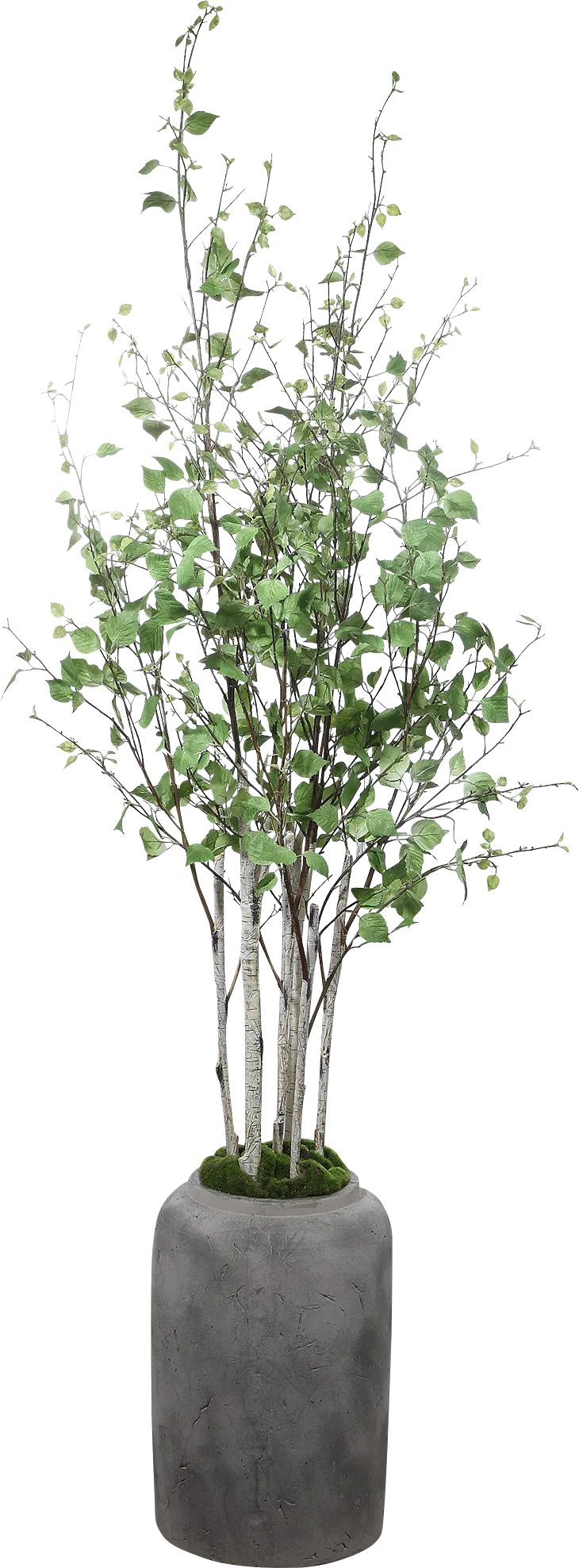 Hayles Green Faux River Birch - Thumbnail - Image 1