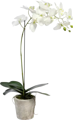 Kariba White Orchid Plant