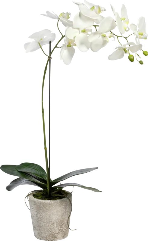 Kariba White Orchid Plant