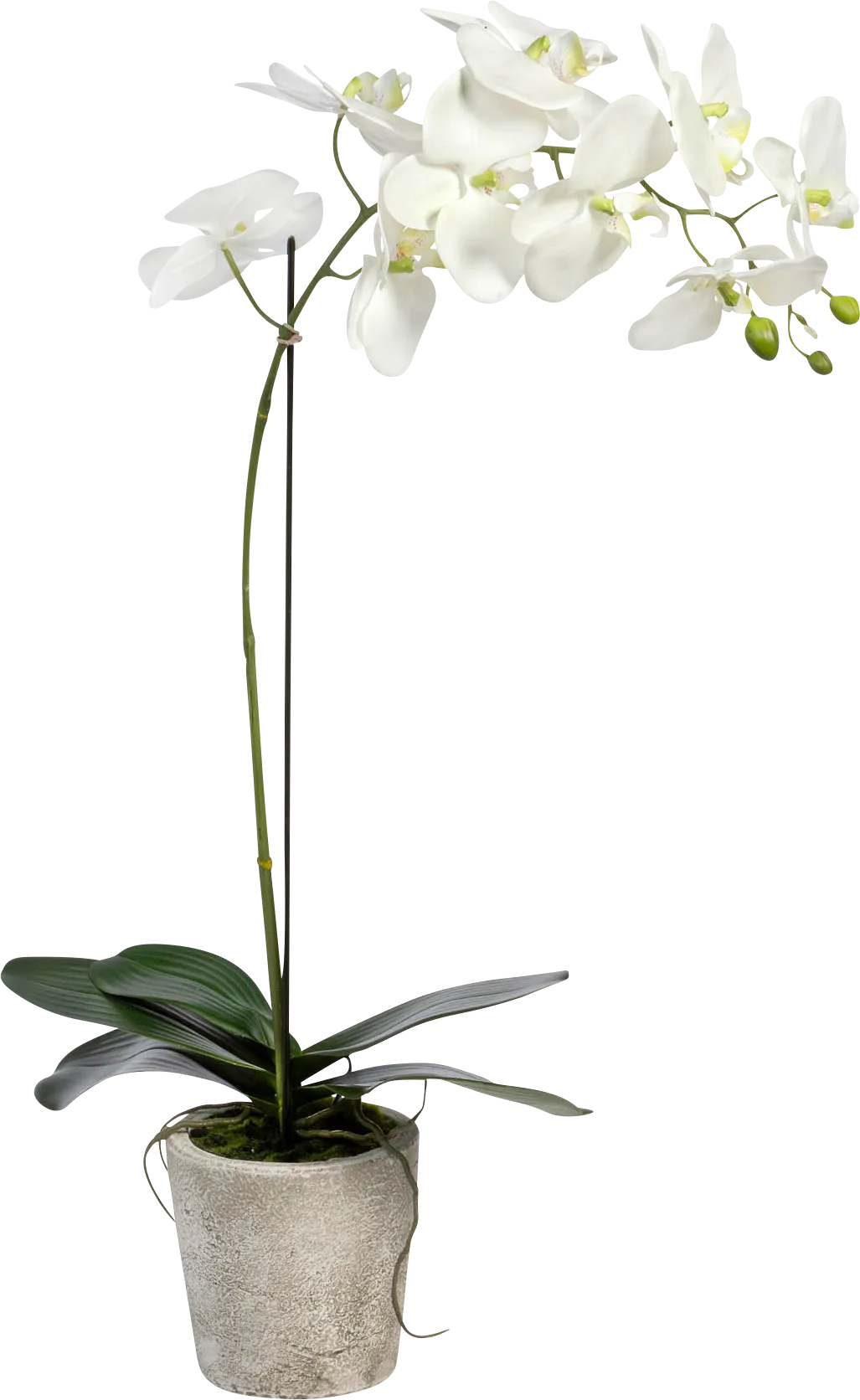 Kariba White Orchid Plant - Image 1