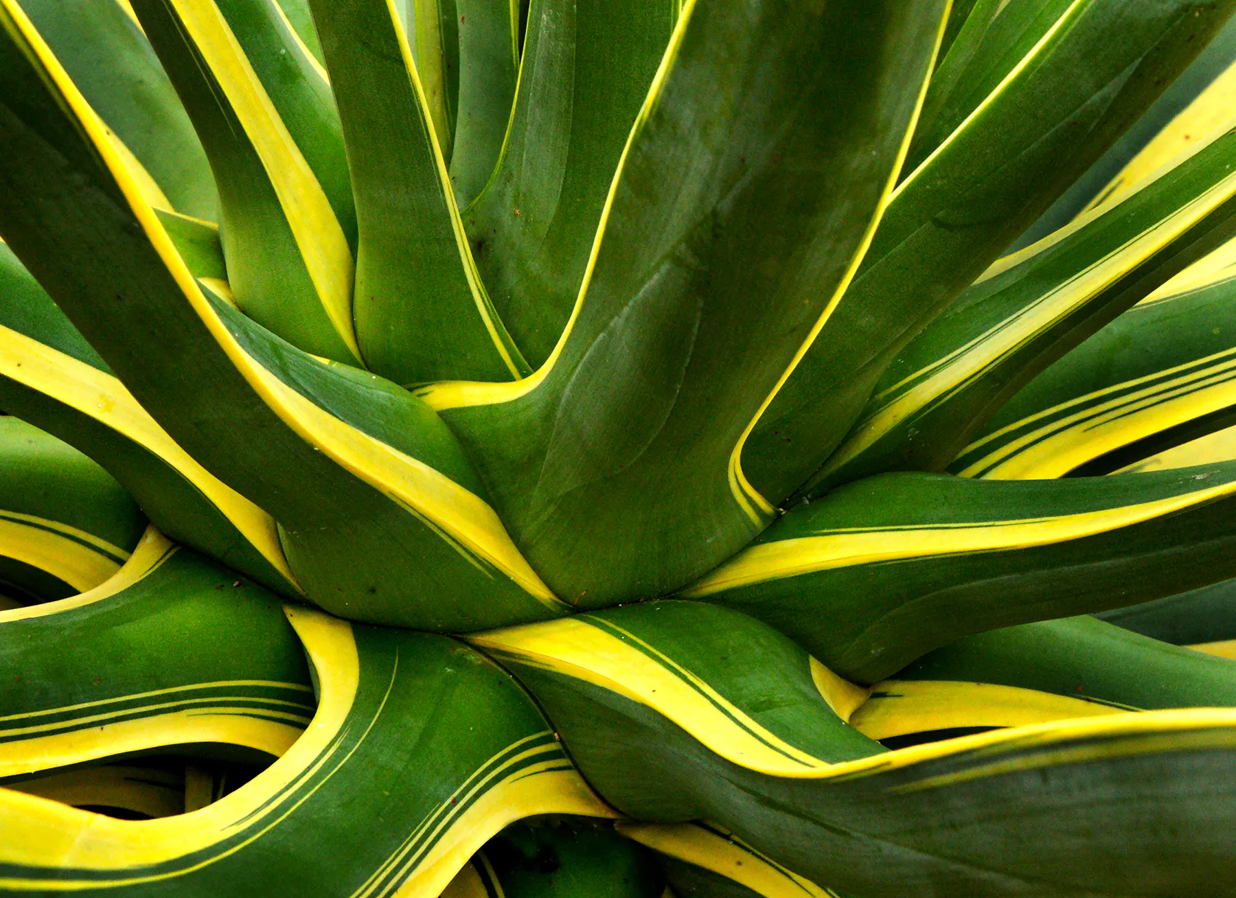 Enfield Artwork - Thumbnail - Image 1