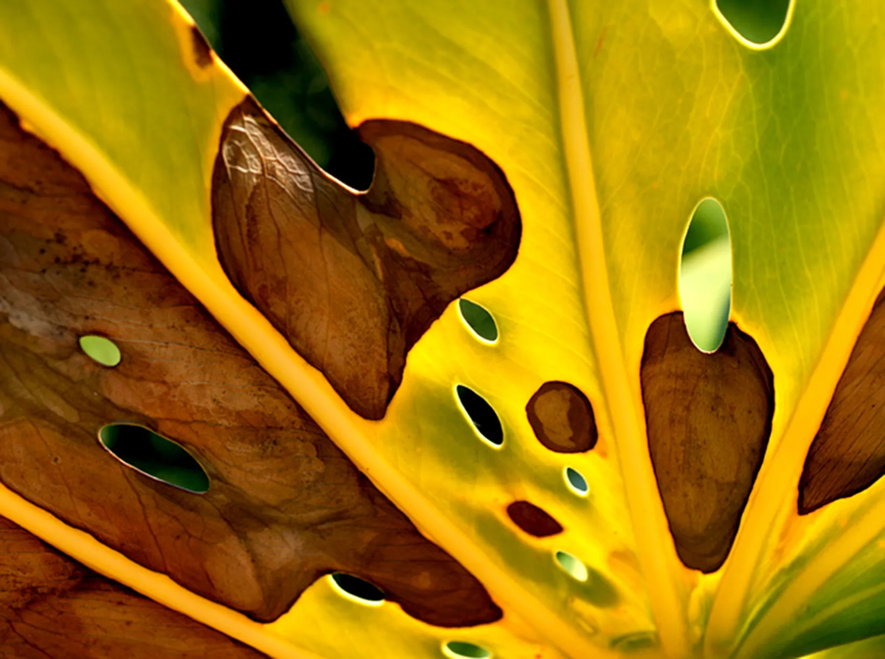 Daphnieview Artwork - Image 1