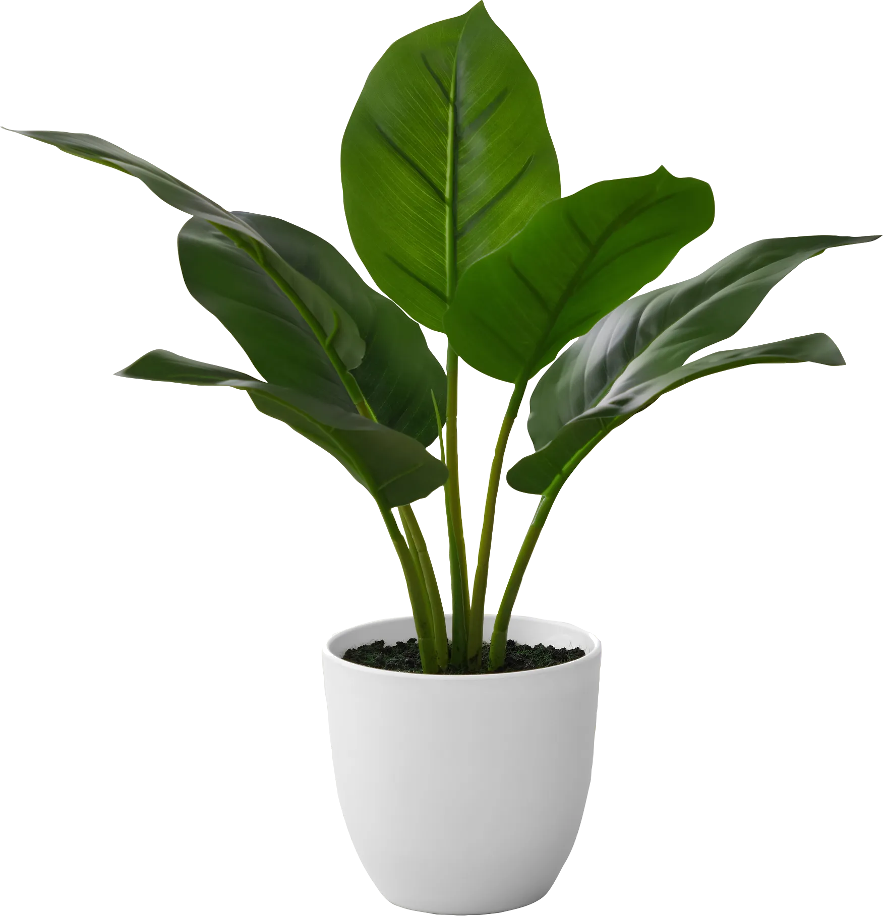 Coastline Green Artificial Aureum Plant - Thumbnail - Image 1