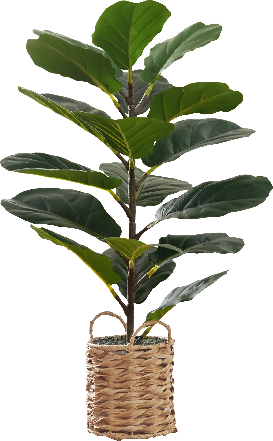 Ketembilla Green Artificial Fiddle Tree