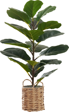 Ketembilla Green Artificial Fiddle Tree