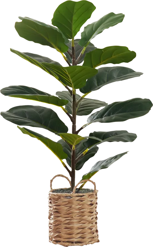 Ketembilla Green Artificial Fiddle Tree