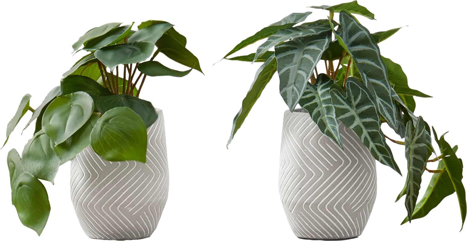 Phillyrea Green Artificial Alocasia Plant, Set of 2