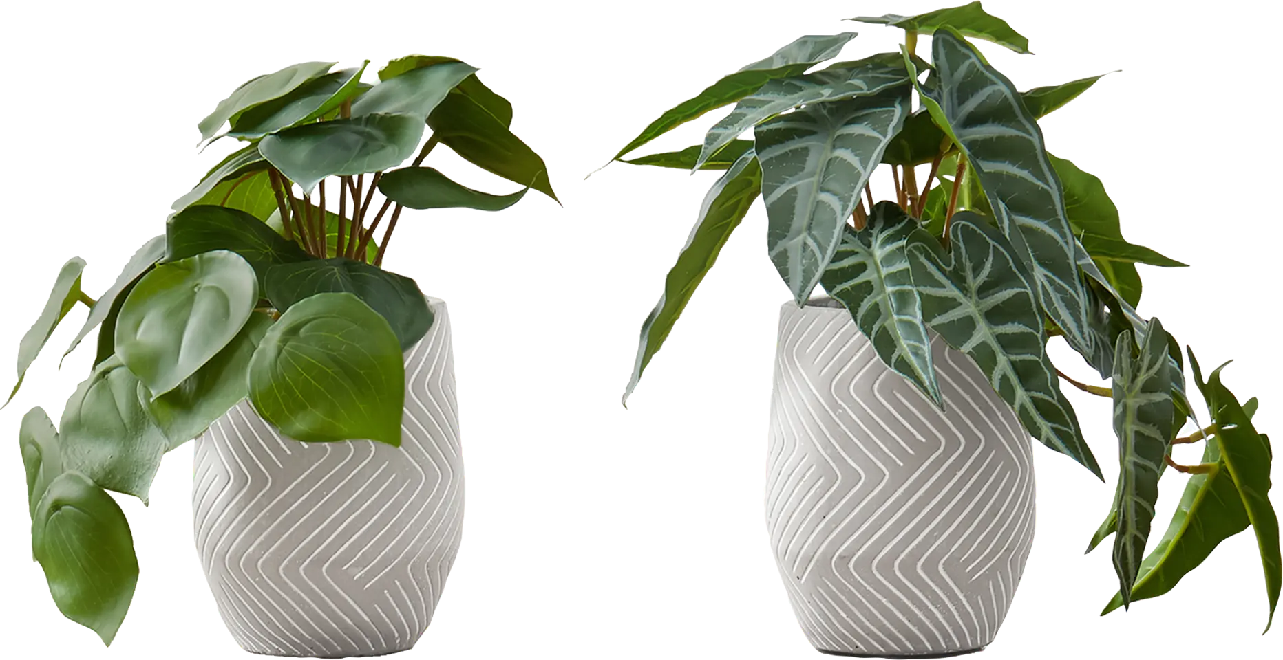 Phillyrea Green Artificial Alocasia Plant, Set of 2