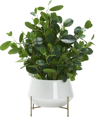 Boyar White Ficus Silk Plant