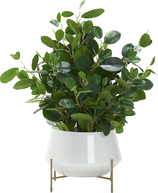 Boyar White Ficus Silk Plant