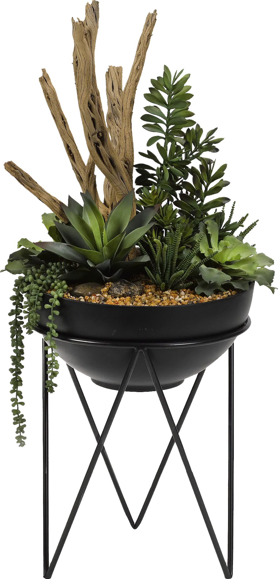 Frondosa Black Silk Plant