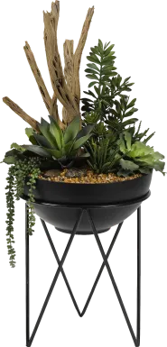 Frondosa Black Silk Plant