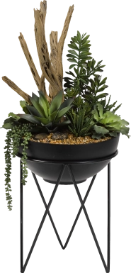 Frondosa Black Silk Plant