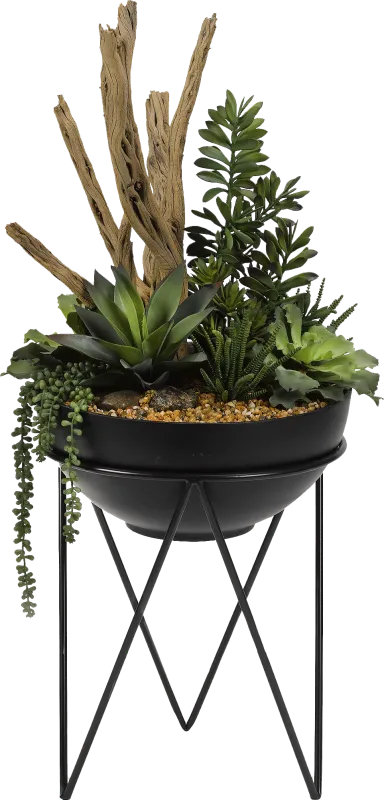 Frondosa Black Silk Plant