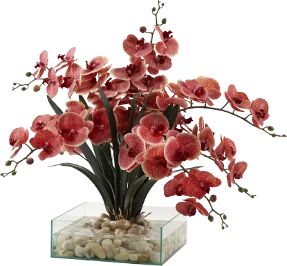 Paquet Red Silk Plant