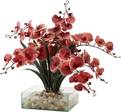 Paquet Red Silk Plant