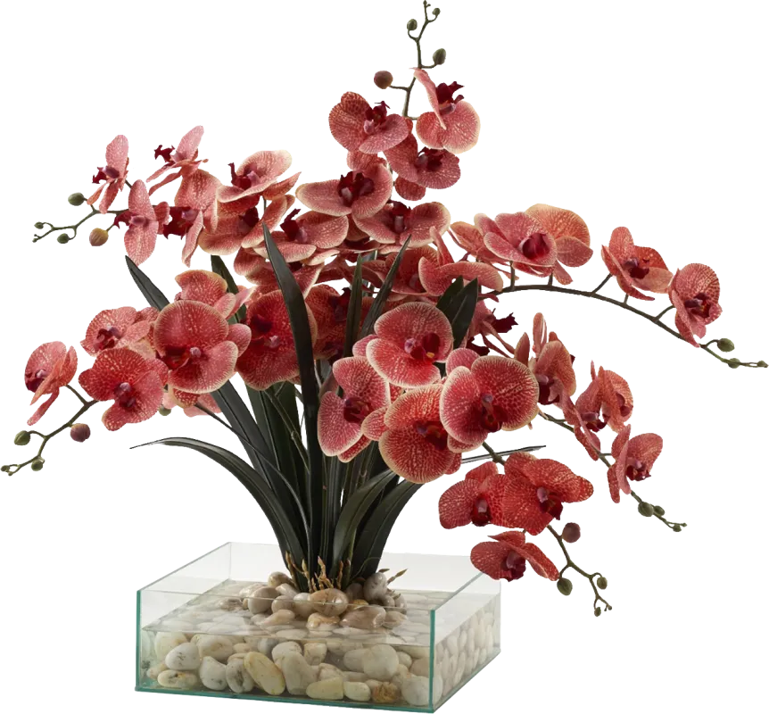 Paquet Red Silk Plant