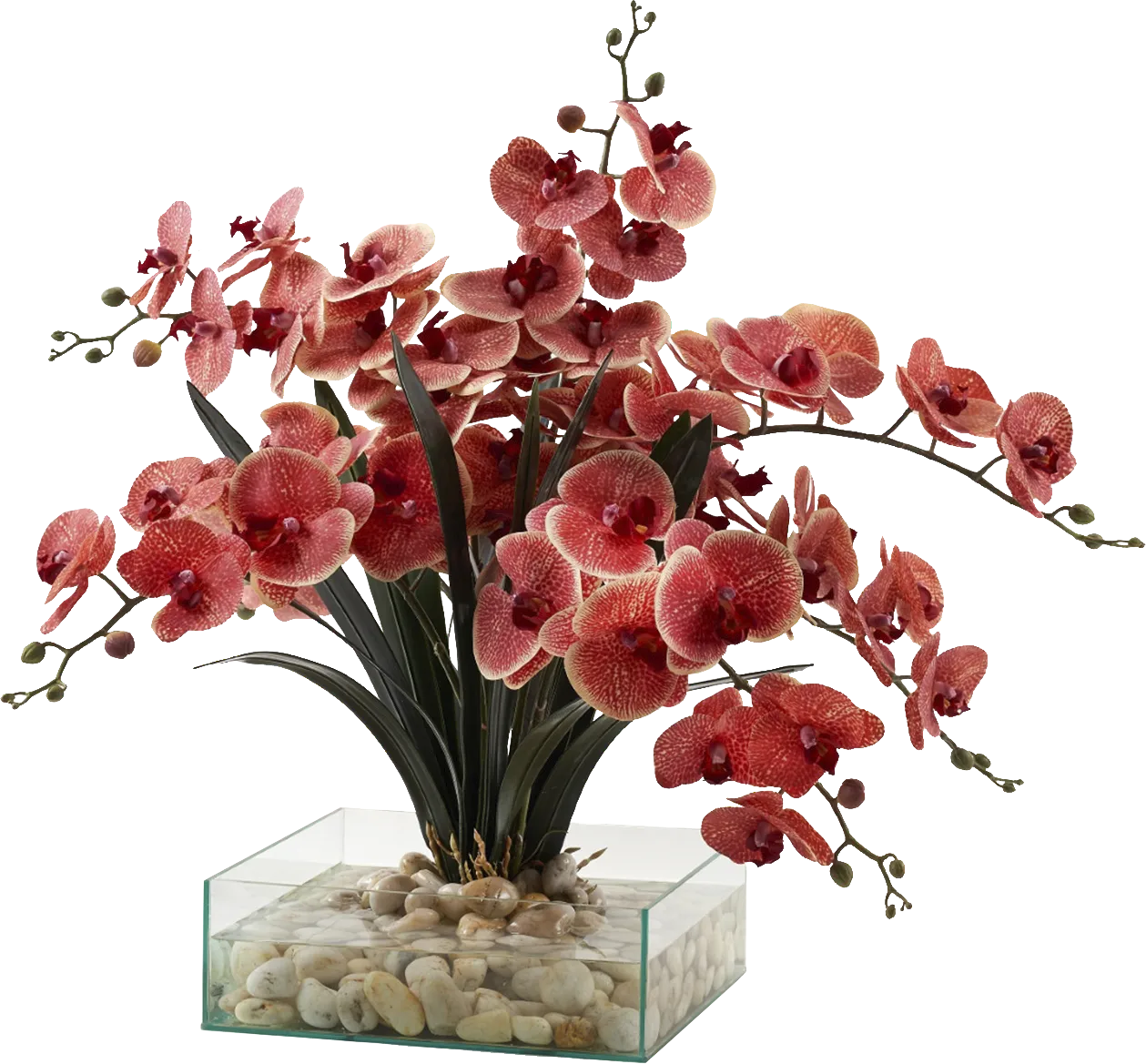 Paquet Red Silk Plant - Image 1