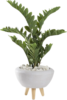 Sicomoro White Silk Plant