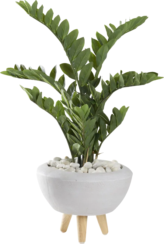 Sicomoro White Silk Plant