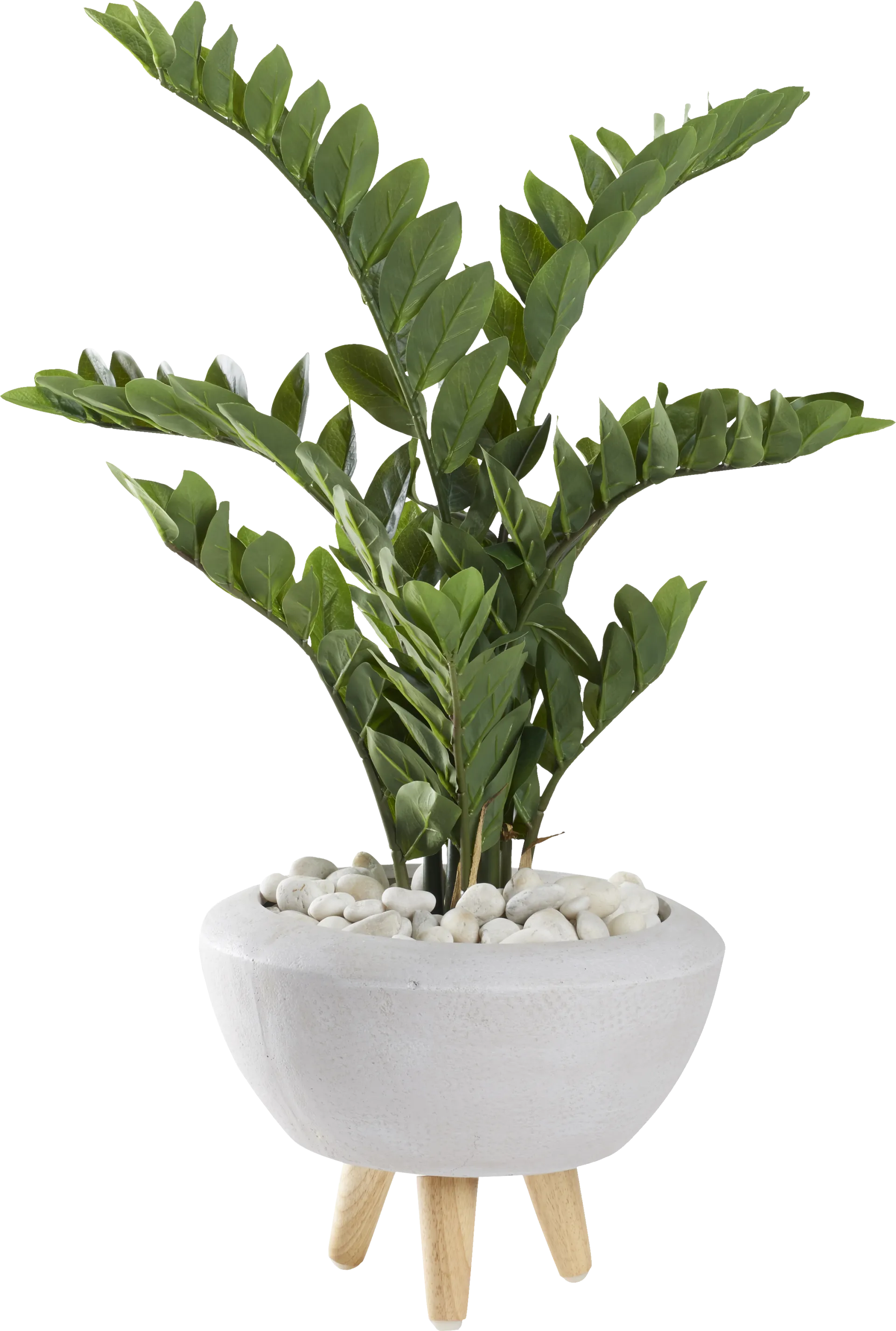 Sicomoro White Silk Plant - Image 1