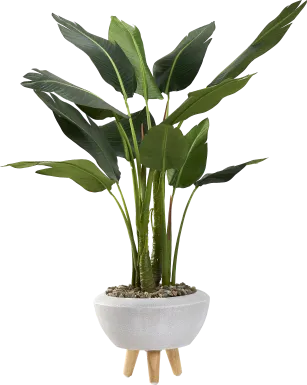 Akeby White Silk Plant