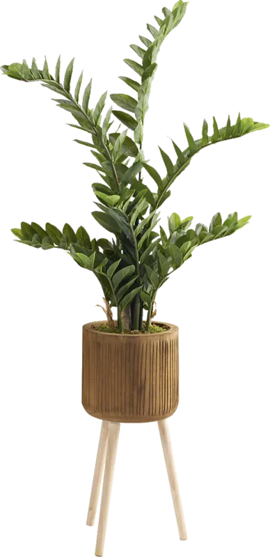 Atteboro Brown Silk Plant